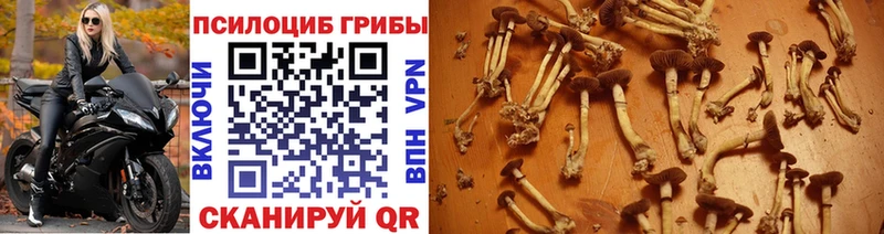 Псилоцибиновые грибы прущие грибы  маркетплейс клад  Черемхово 